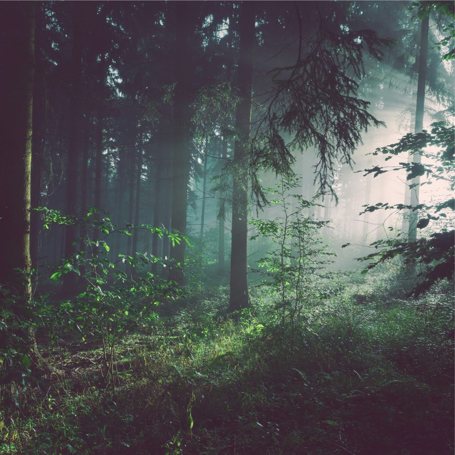 Forest Edge