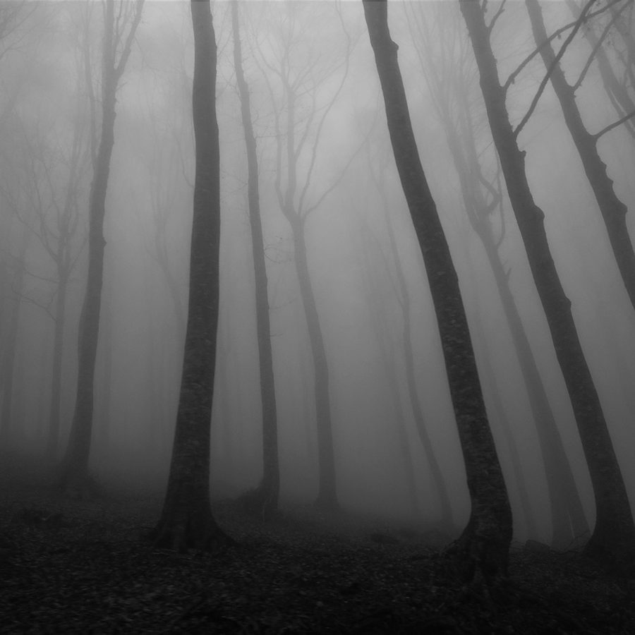 Mystical Forest